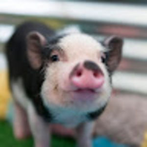 Meet your Posher, Kendall